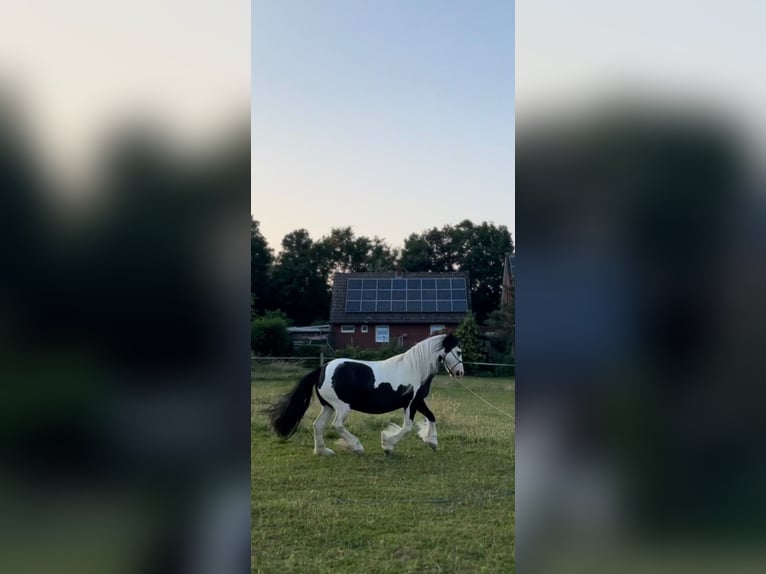 Tinker Merrie 13 Jaar 133 cm Gevlekt-paard in Mettingen