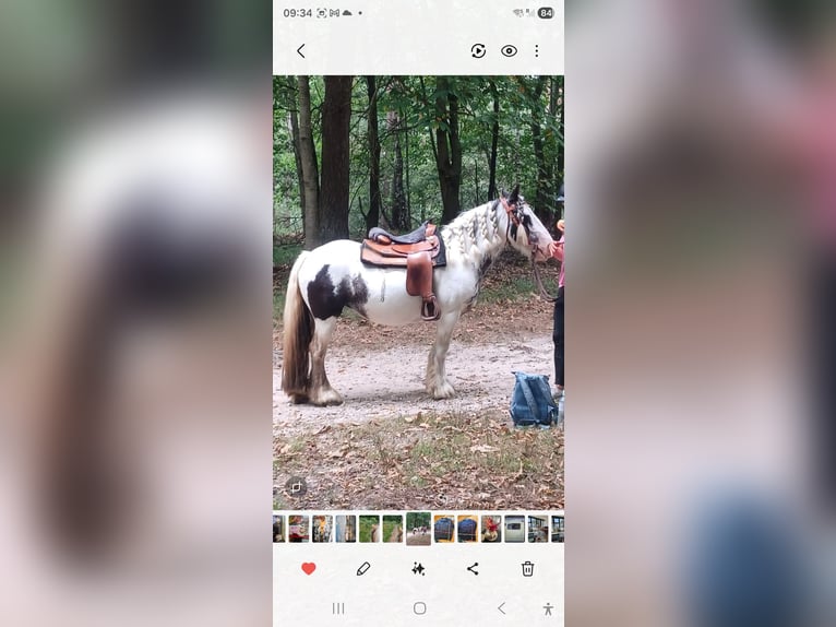 Tinker Merrie 13 Jaar 140 cm Gevlekt-paard in Wassenberg