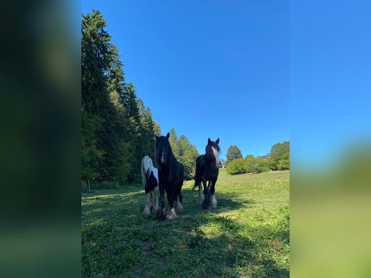 Tinker Merrie 13 Jaar 145 cm Gevlekt-paard in Greisdorf