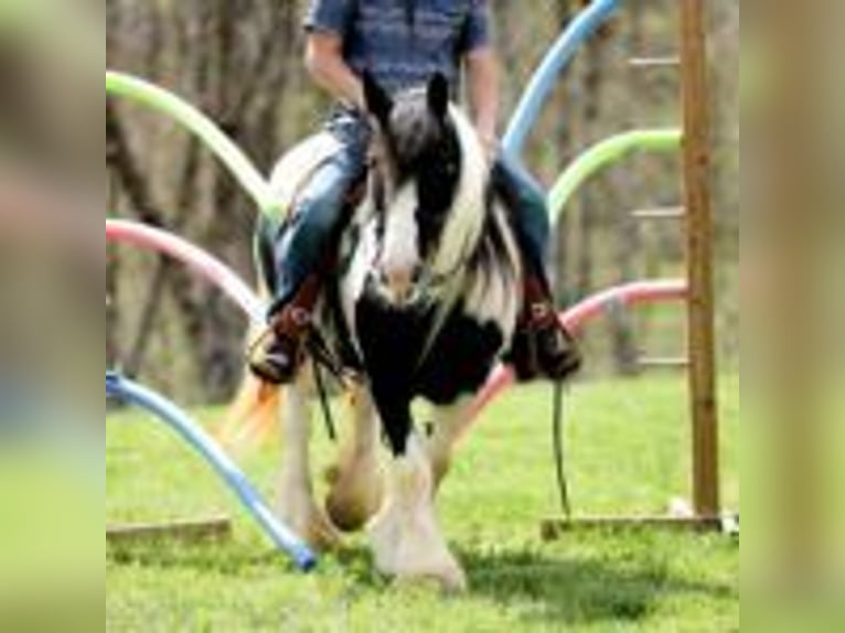 Tinker Merrie 13 Jaar 145 cm Tobiano-alle-kleuren in Winston MT