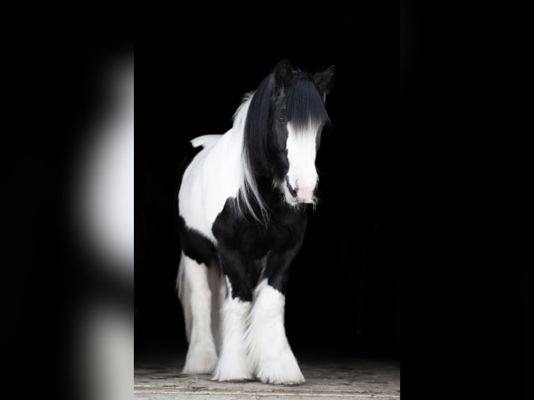Tinker Merrie 13 Jaar 147 cm Gevlekt-paard in Sherborn