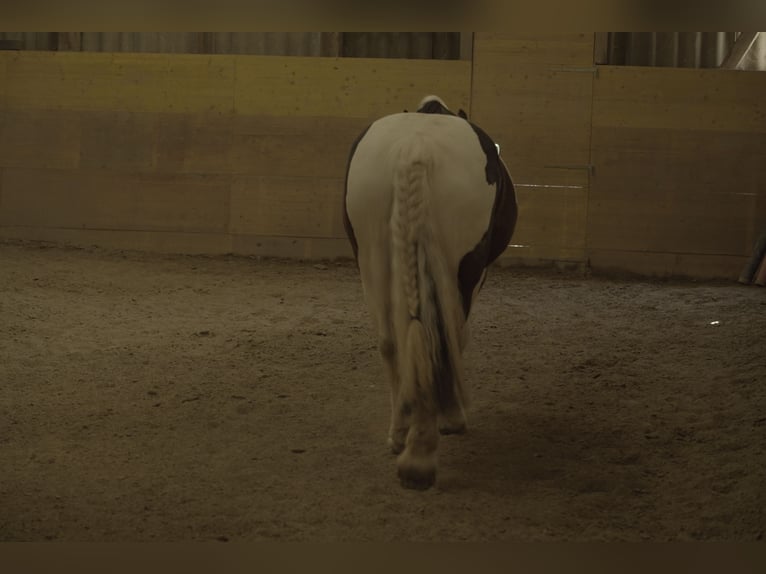 Tinker Merrie 13 Jaar 149 cm Gevlekt-paard in Leuzigen