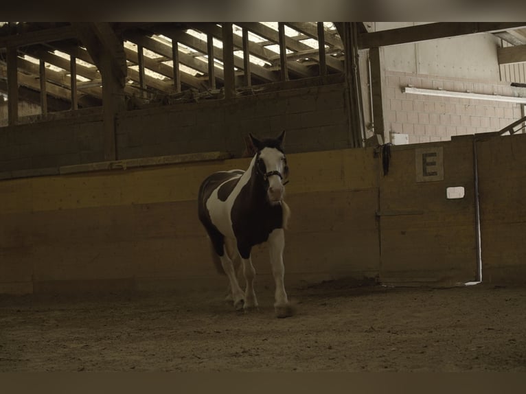 Tinker Merrie 13 Jaar 149 cm Gevlekt-paard in Leuzigen