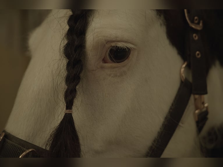 Tinker Merrie 13 Jaar 149 cm Gevlekt-paard in Leuzigen