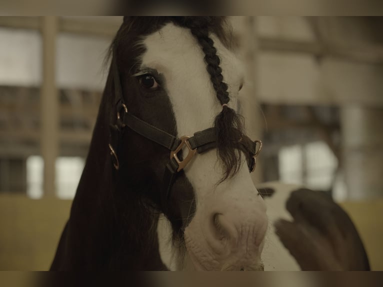 Tinker Merrie 13 Jaar 149 cm Gevlekt-paard in Leuzigen