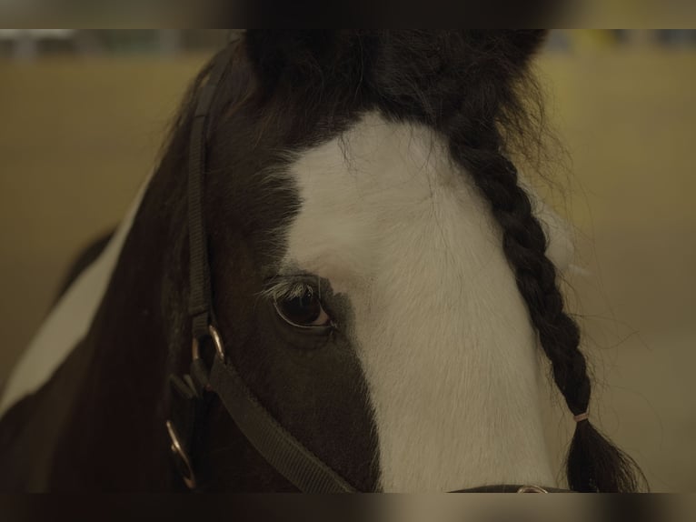 Tinker Merrie 13 Jaar 149 cm Gevlekt-paard in Leuzigen