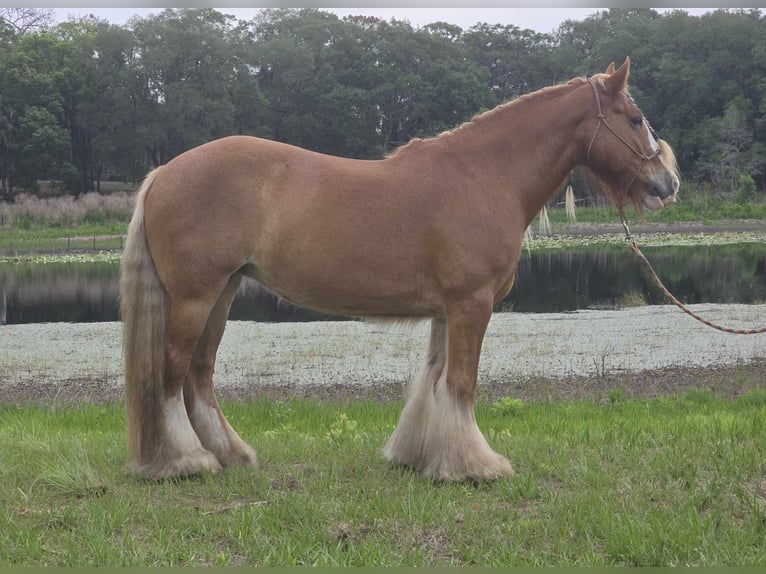 Tinker Merrie 13 Jaar 150 cm Donkere-vos in Weirsdale