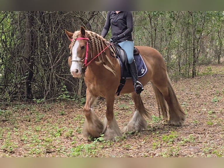 Tinker Merrie 13 Jaar 150 cm Donkere-vos in Weirsdale