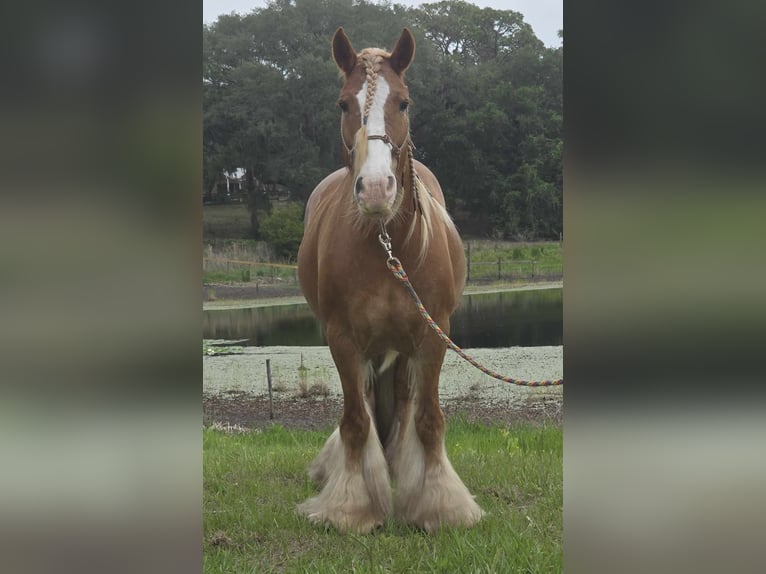 Tinker Merrie 13 Jaar 150 cm Donkere-vos in Weirsdale