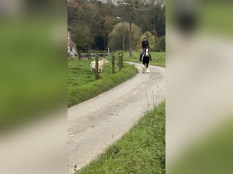 Tinker Merrie 13 Jaar 152 cm Gevlekt-paard in Bogaarden