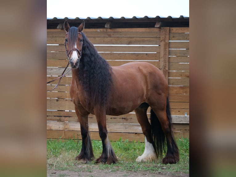 Tinker Merrie 13 Jaar 155 cm Bruin in Galenberg