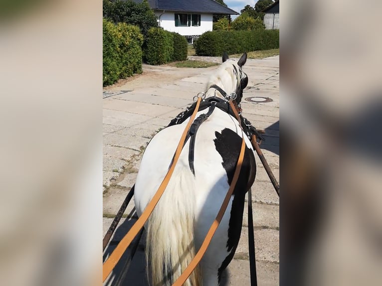 Tinker Merrie 13 Jaar 158 cm  in Elbe-Parey