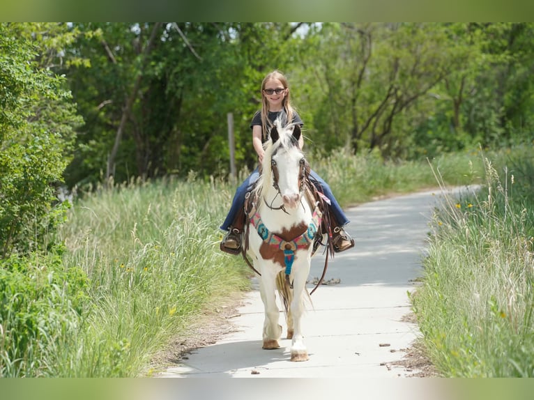 Tinker Mix Merrie 13 Jaar Gevlekt-paard in Brandon