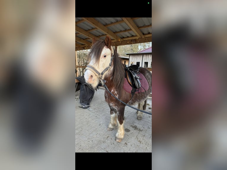 Tinker Merrie 14 Jaar 125 cm  in Bockhorn