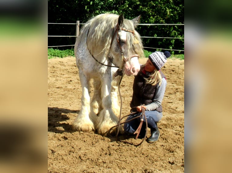 Tinker Merrie 14 Jaar 135 cm Roan-Blue in Velpke