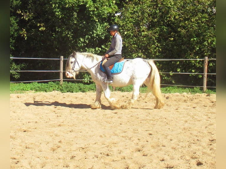 Tinker Merrie 14 Jaar 135 cm Roan-Blue in Velpke