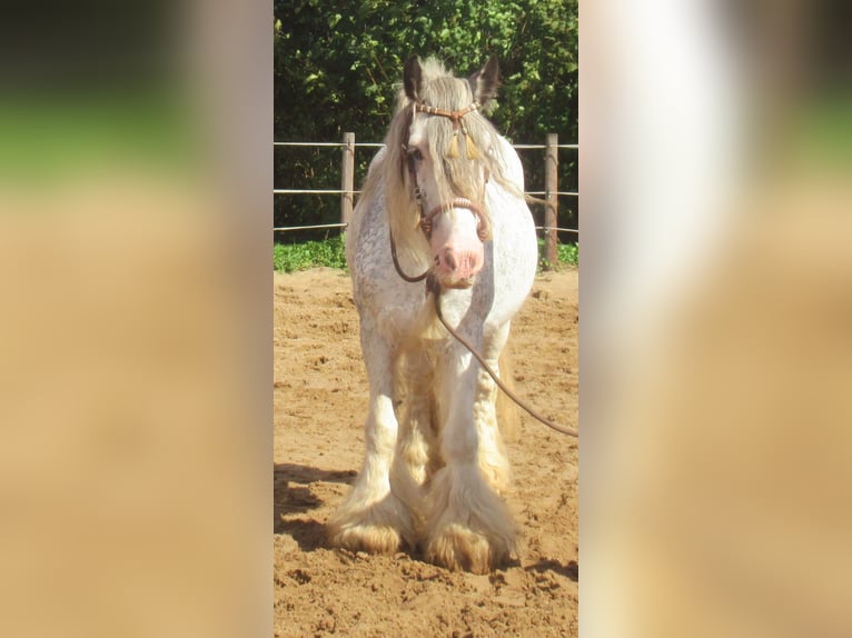 Tinker Merrie 14 Jaar 135 cm Roan-Blue in Velpke