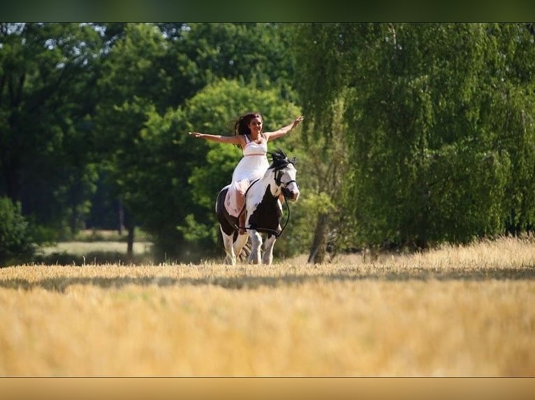 Tinker Merrie 14 Jaar 140 cm Gevlekt-paard in Glinde