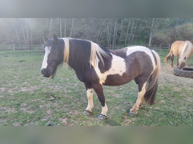 Tinker Merrie 14 Jaar 141 cm Gevlekt-paard in Bickendorf