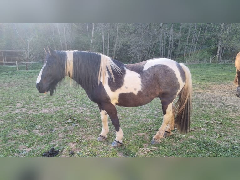 Tinker Merrie 14 Jaar 141 cm Gevlekt-paard in Bickendorf