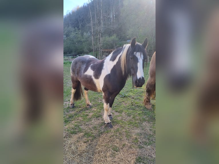 Tinker Merrie 14 Jaar 141 cm Gevlekt-paard in Bickendorf