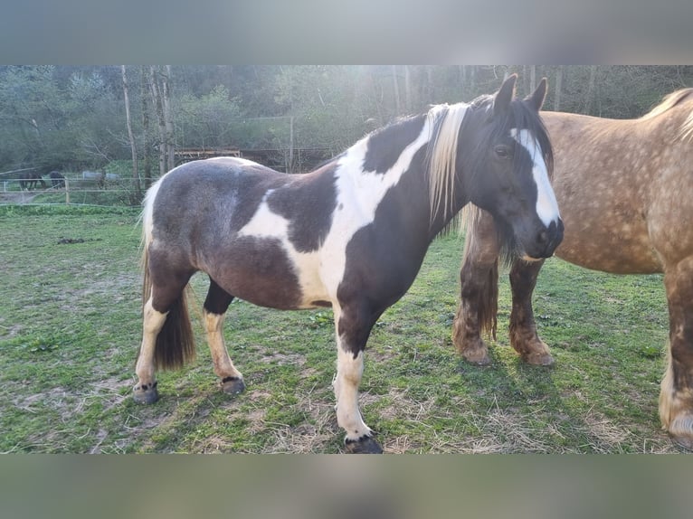 Tinker Merrie 14 Jaar 141 cm Gevlekt-paard in Bickendorf