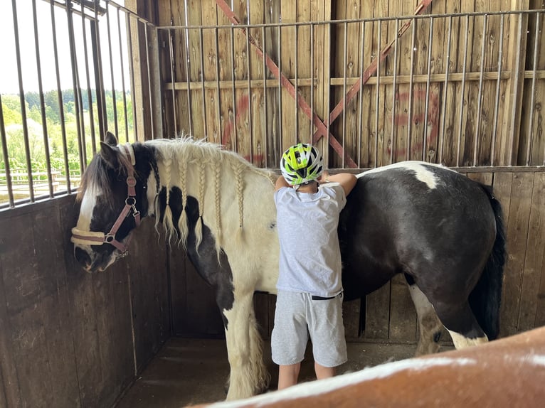 Tinker Merrie 14 Jaar 142 cm Gevlekt-paard in M&#xFC;hlingen