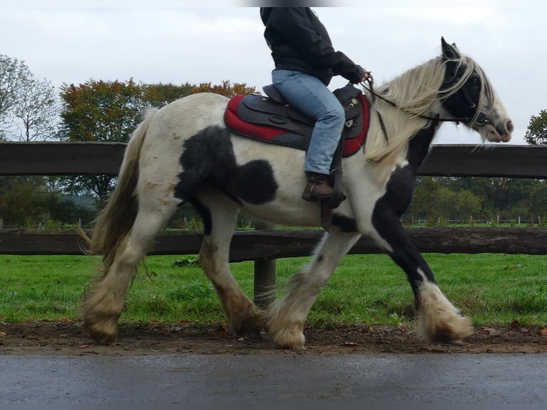 Tinker Merrie 14 Jaar 144 cm Gevlekt-paard in Lathen