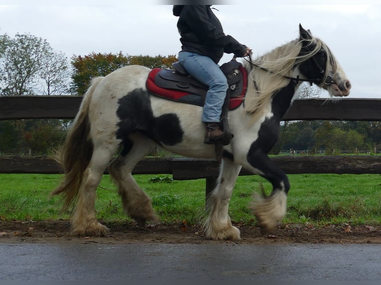 Tinker Merrie 14 Jaar 144 cm Gevlekt-paard in Lathen