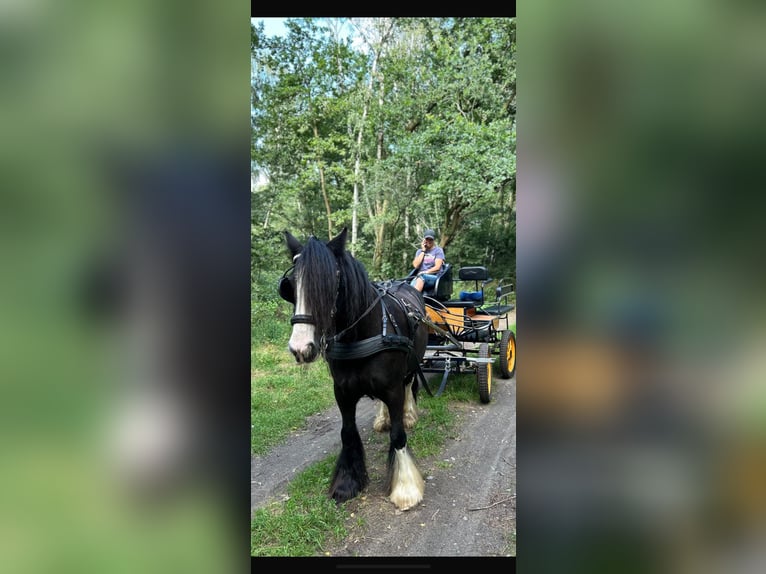 Tinker Merrie 14 Jaar 145 cm Zwart in Werder