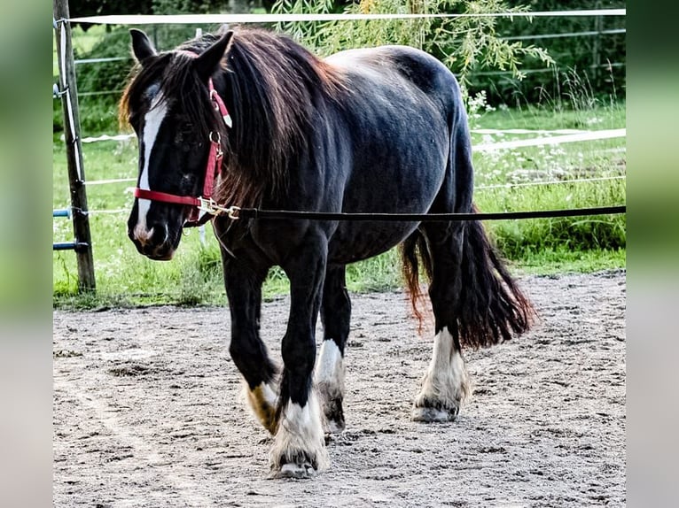 Tinker Merrie 14 Jaar 145 cm Zwart in Lörrach