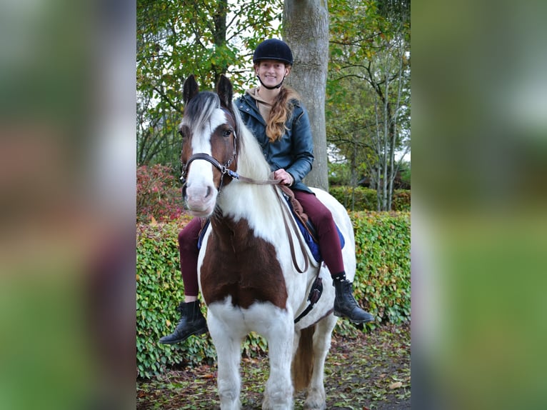 Tinker Mix Merrie 14 Jaar 146 cm Gevlekt-paard in Wijdenes