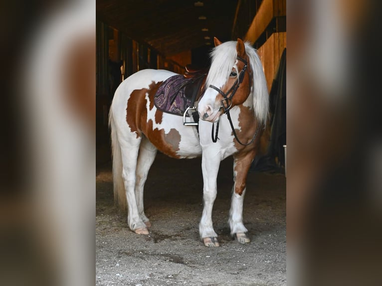 Tinker Merrie 14 Jaar 147 cm Tobiano-alle-kleuren in Highland MI