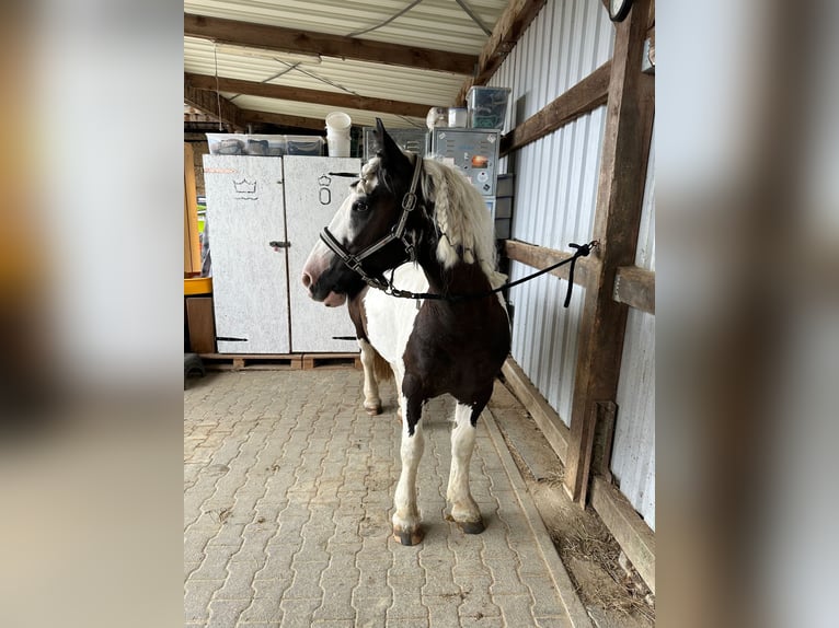 Tinker Merrie 14 Jaar 148 cm Appaloosa in Neu-Anspach