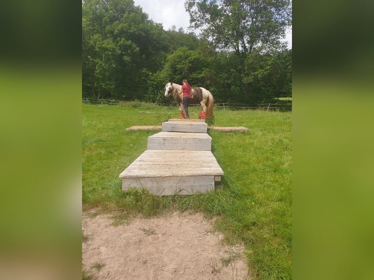 Tinker Merrie 14 Jaar 150 cm Gevlekt-paard in ElztalElztal