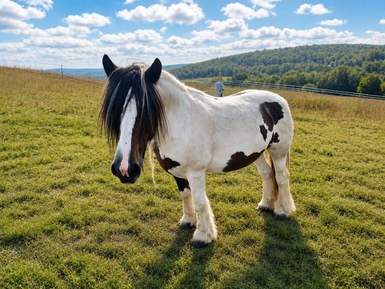 Tinker Merrie 14 Jaar 155 cm Gevlekt-paard in Bad Salzschlirf