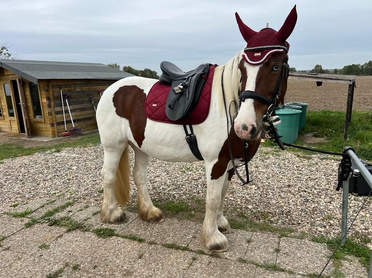 Tinker Merrie 14 Jaar 156 cm Gevlekt-paard in M&#xF6;lsheim