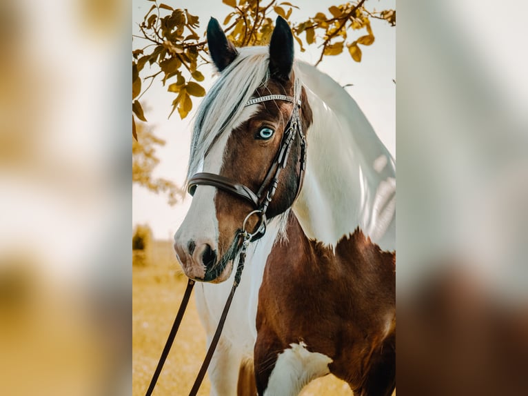 Tinker Merrie 14 Jaar 156 cm Gevlekt-paard in M&#xF6;lsheim