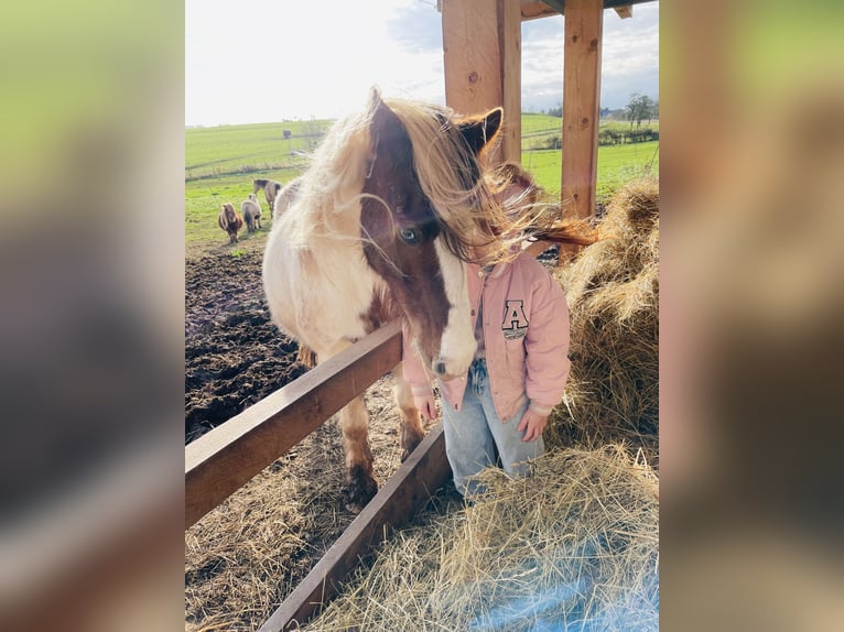 Tinker Mix Merrie 15 Jaar 133 cm Gevlekt-paard in Mechernich