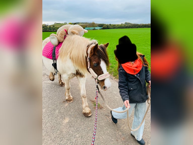 Tinker Mix Merrie 15 Jaar 133 cm Gevlekt-paard in Mechernich