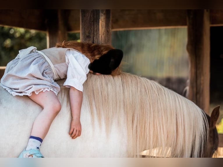 Tinker Mix Merrie 15 Jaar 133 cm Gevlekt-paard in Mechernich