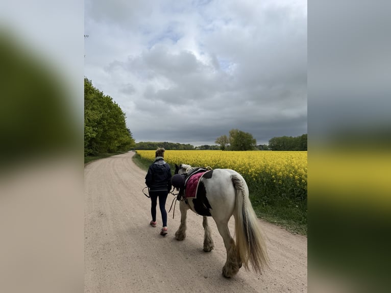Tinker Merrie 15 Jaar 135 cm Gevlekt-paard in Altenpleen