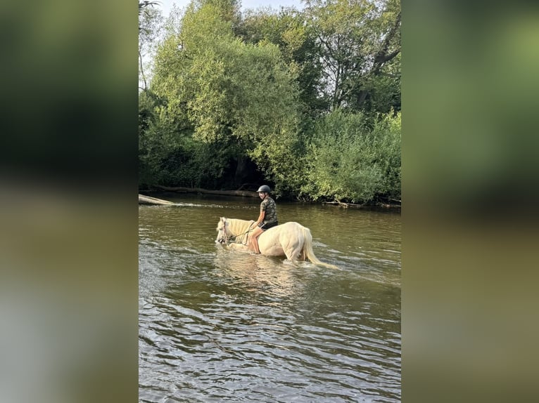 Tinker Merrie 15 Jaar 135 cm Schimmel in Wei&#xDF;enthurm