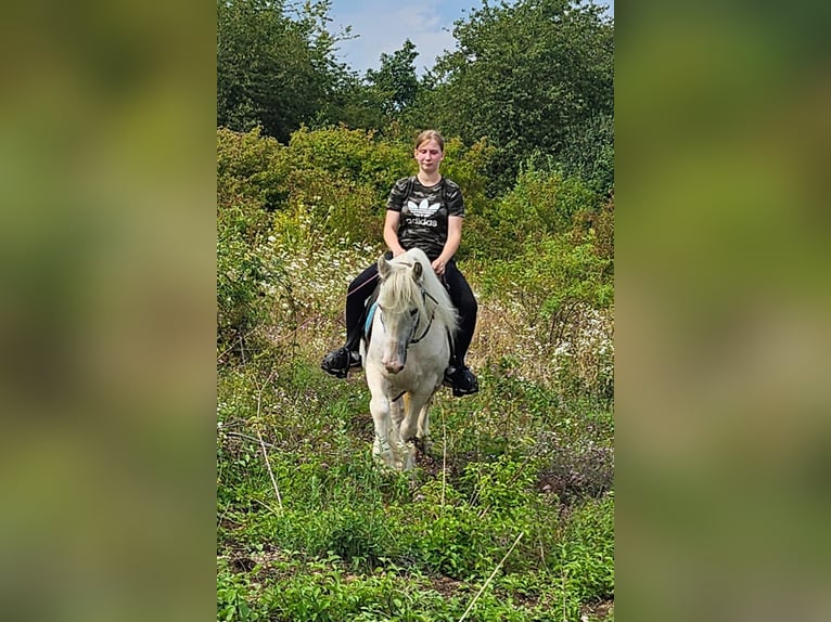 Tinker Merrie 15 Jaar 135 cm Schimmel in Wei&#xDF;enthurm