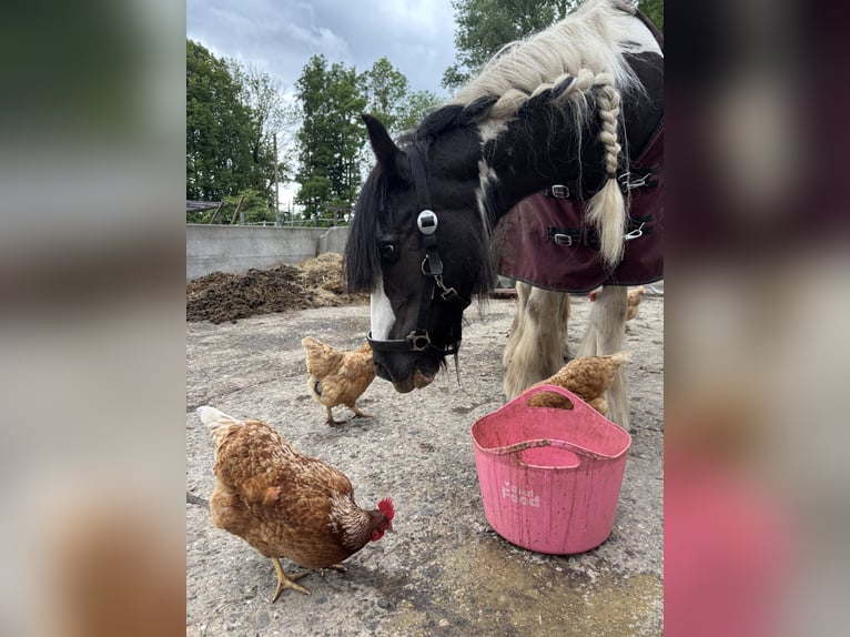Tinker Merrie 15 Jaar 140 cm Gevlekt-paard in Billerbeck