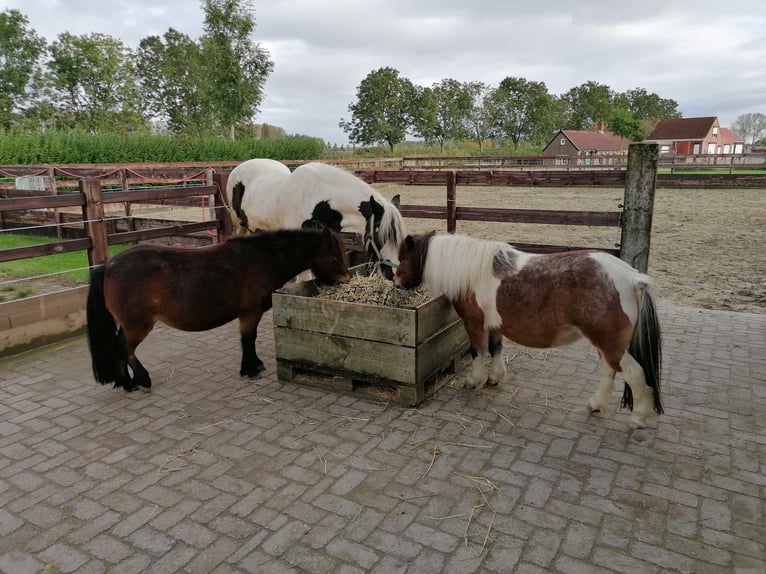 Tinker Merrie 15 Jaar 140 cm Gevlekt-paard in Schoondijke