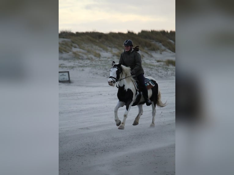 Tinker Merrie 15 Jaar 140 cm Gevlekt-paard in Schoondijke