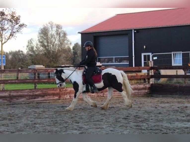 Tinker Merrie 15 Jaar 140 cm Gevlekt-paard in Schoondijke