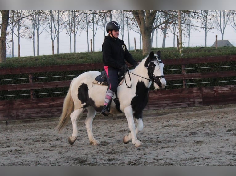 Tinker Merrie 15 Jaar 140 cm Gevlekt-paard in Schoondijke