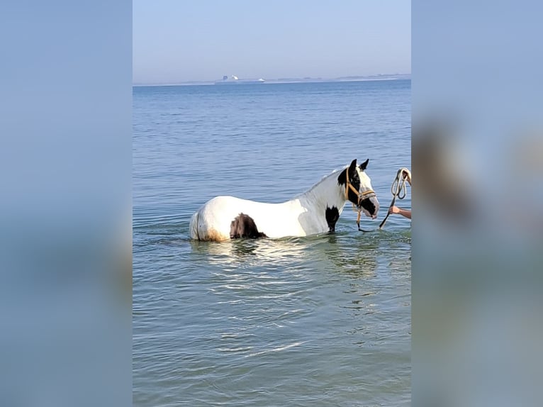 Tinker Merrie 15 Jaar 140 cm Gevlekt-paard in Schoondijke